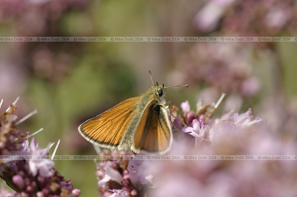 Thymelicus lineola Essex skipper butterfly