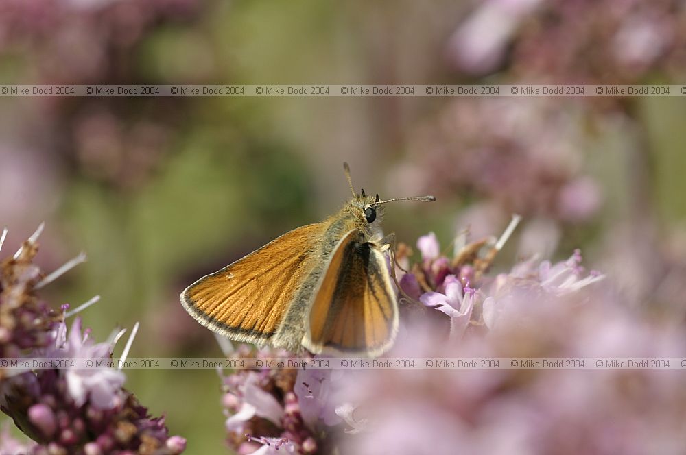 Thymelicus lineola Essex skipper