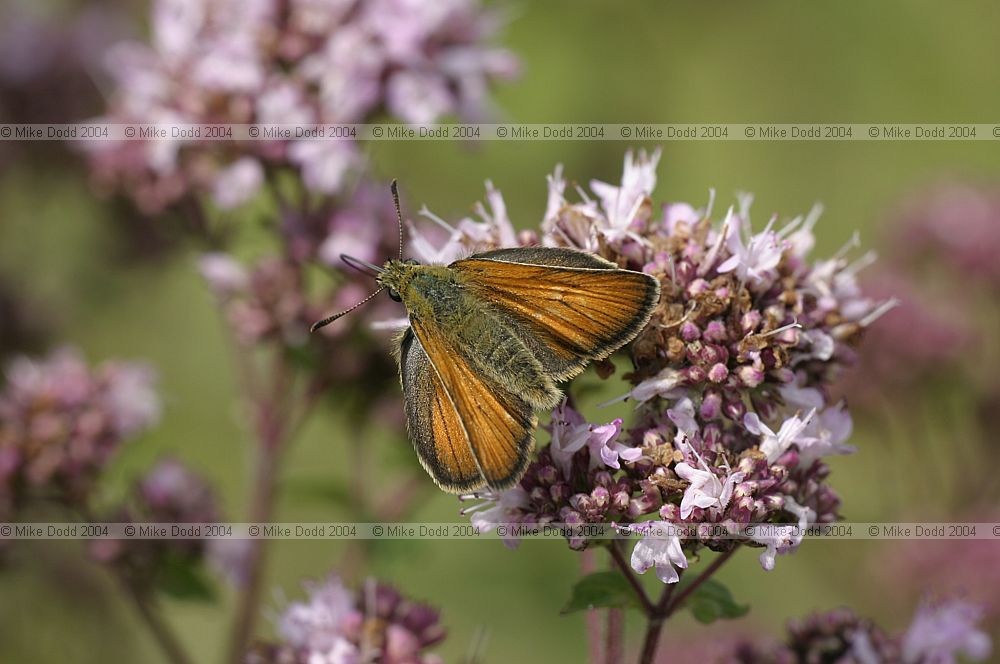 Thymelicus lineola Essex skipper