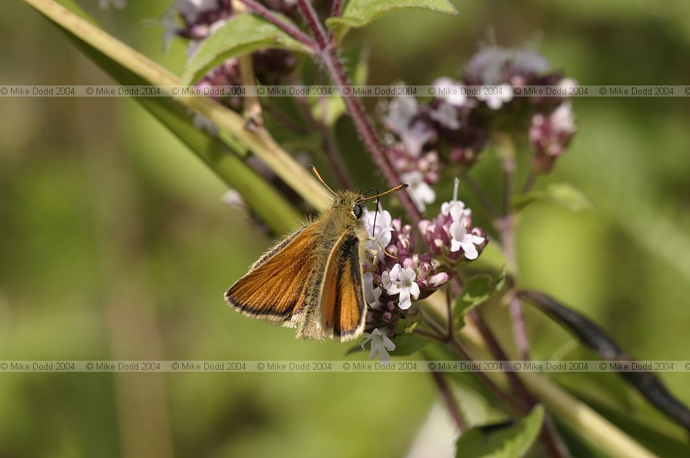 Thymelicus lineola Essex skipper