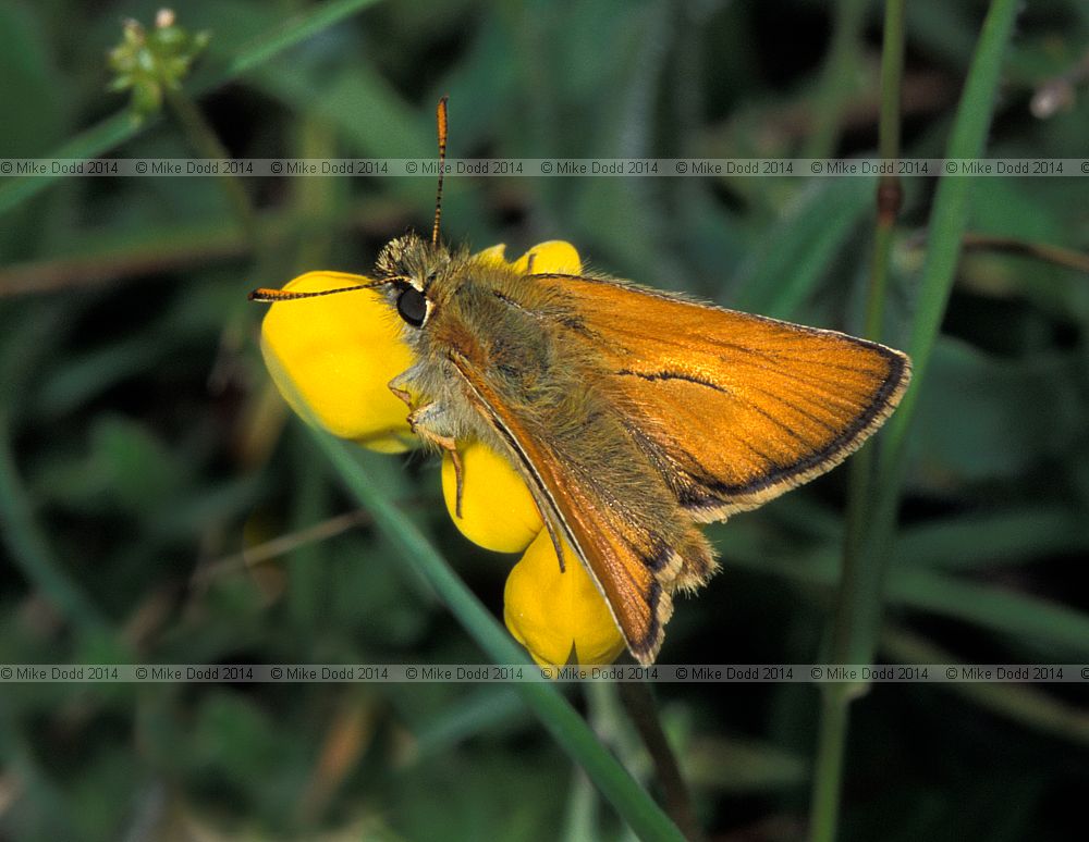 Thymelicus sylvestris Small Skipper