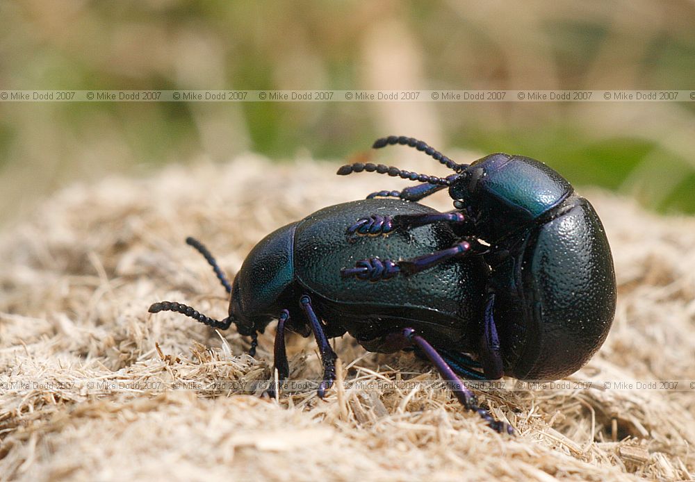 Timarcha tenebricosa bloody-nosed beetle(?)