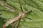Tipula Crane-fly