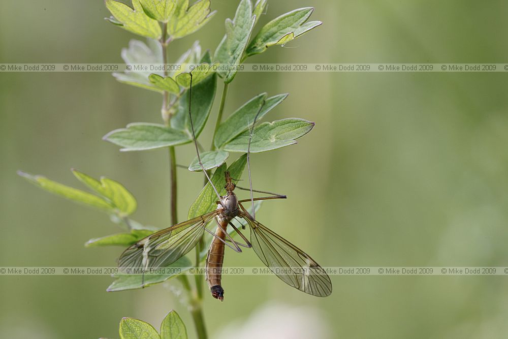 Tipula fascipennis a cranefly