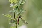 Tipula fascipennis a cranefly