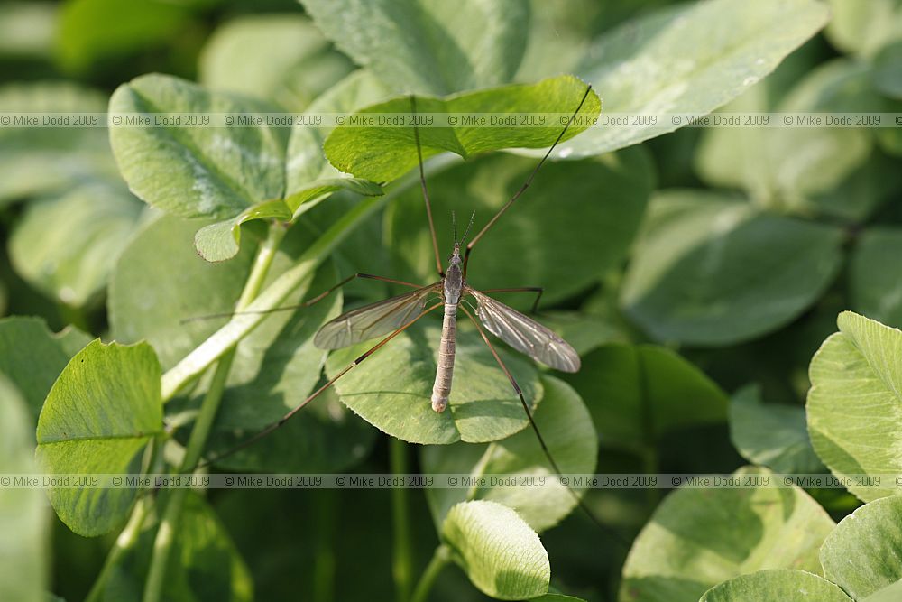 Tipula paludosa Crane-fly or daddy longleggs