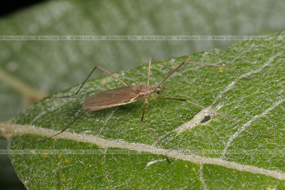 Tipulidae crane-fly