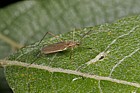 Tipulidae crane-fly