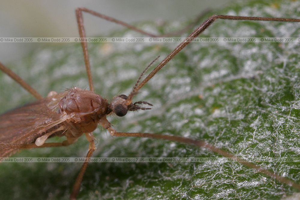 Tipulidae crane-fly