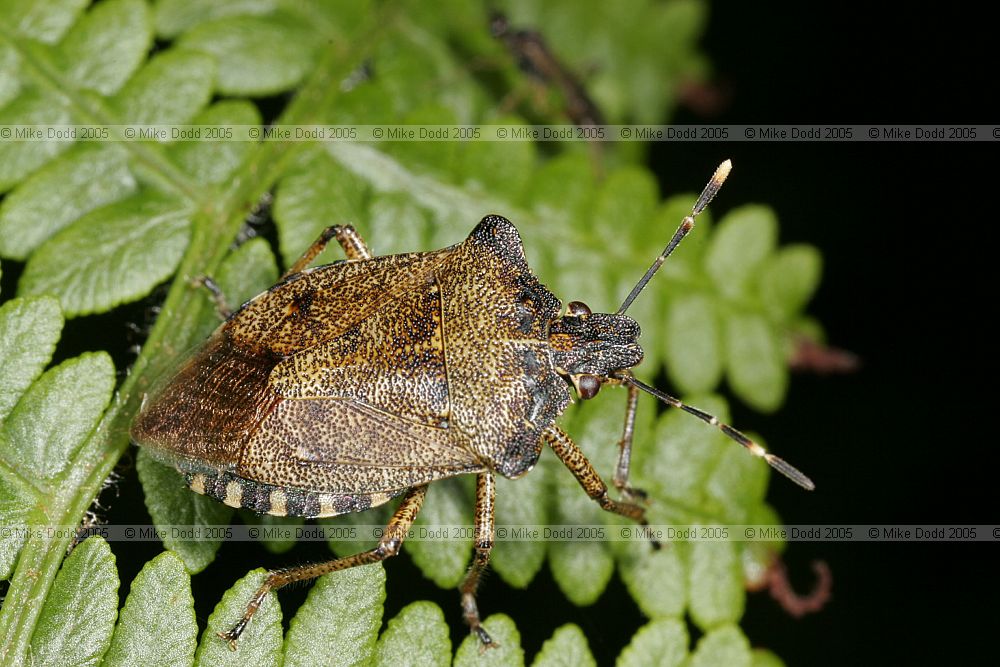 Troilus luridus Bronze shieldbug