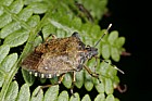 Troilus luridus Bronze shieldbug