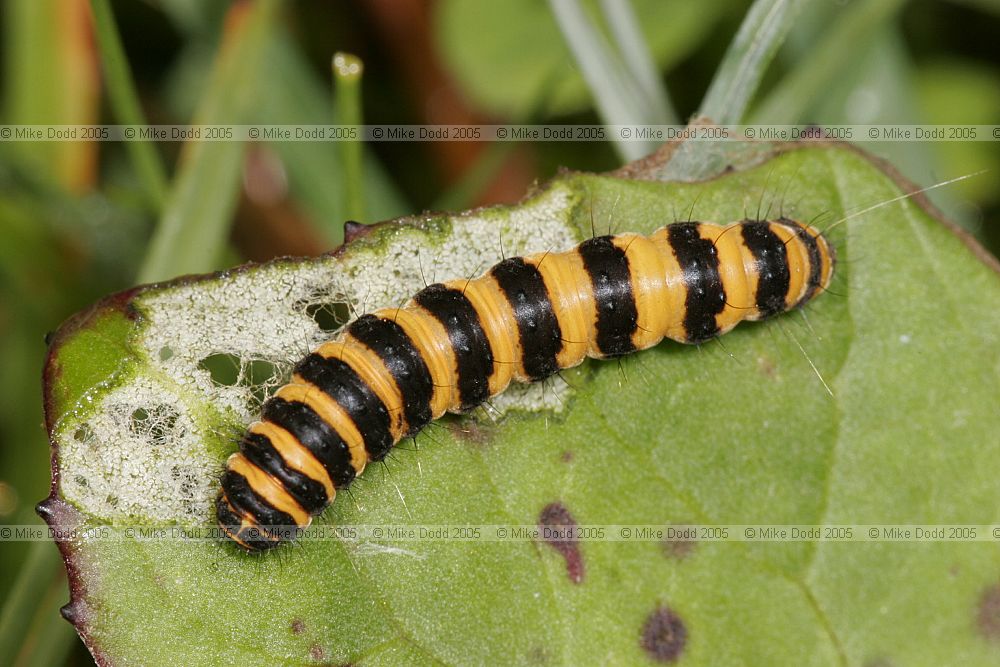 Tyria jacobaeae Cinnabar moth catterpillar not on ragwort