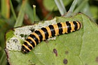 Tyria jacobaeae Cinnabar moth catterpillar not on ragwort