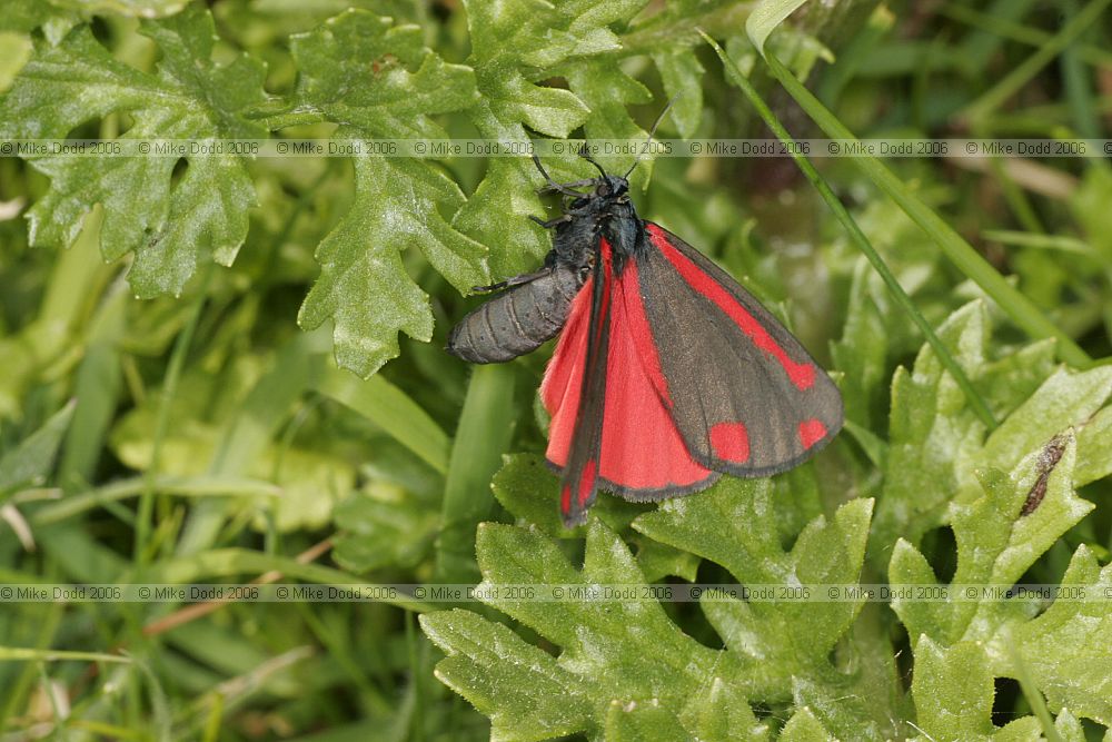 Tyria jacobaeae Cinnabar moth