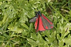 Tyria jacobaeae Cinnabar moth