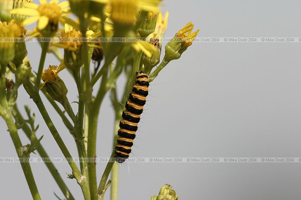 Tyria jacobaeae Cinnabar moth on ragwort