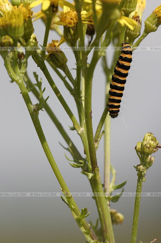 Tyria jacobaeae Cinnabar moth