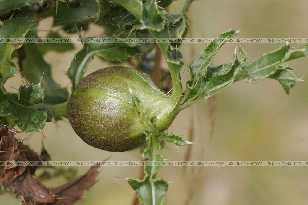 Urophora cardui Tephritid fly gall on creeping thistle