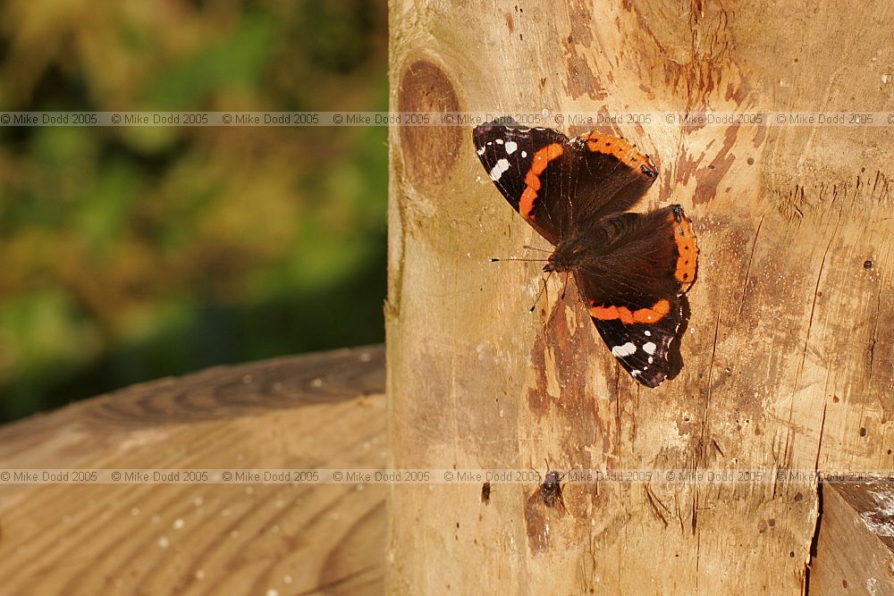 Vanessa atalanta Red admiral