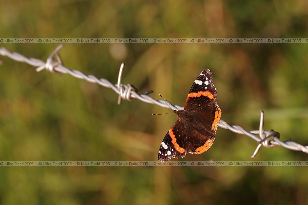 Vanessa atalanta Red admiral