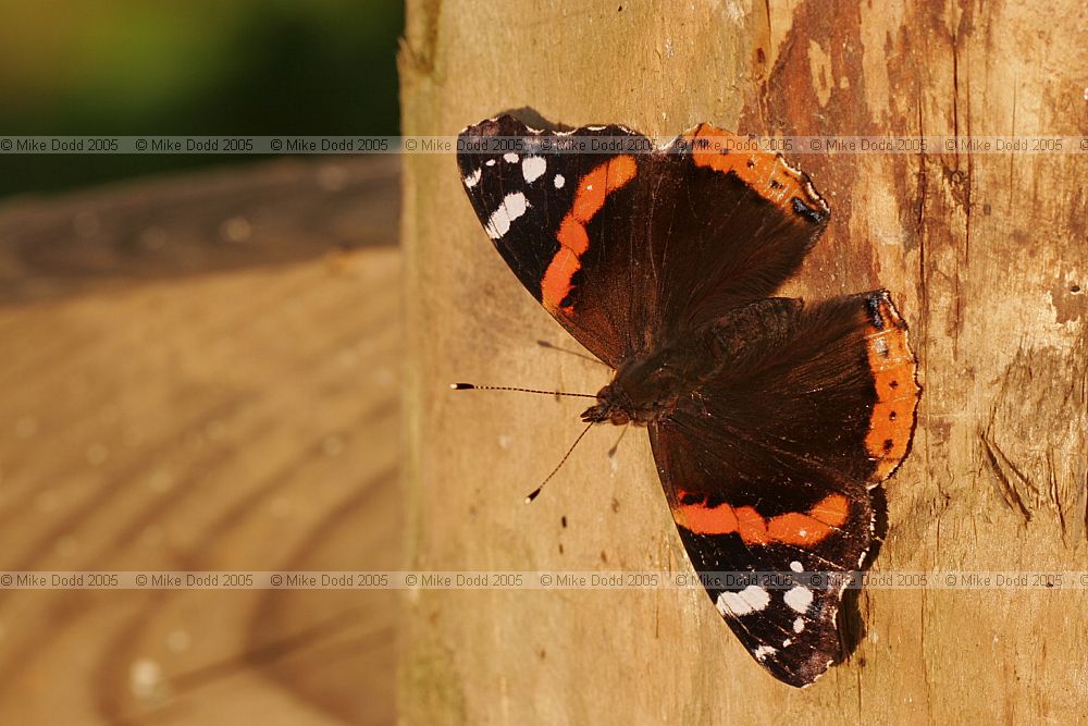 Vanessa atalanta Red admiral