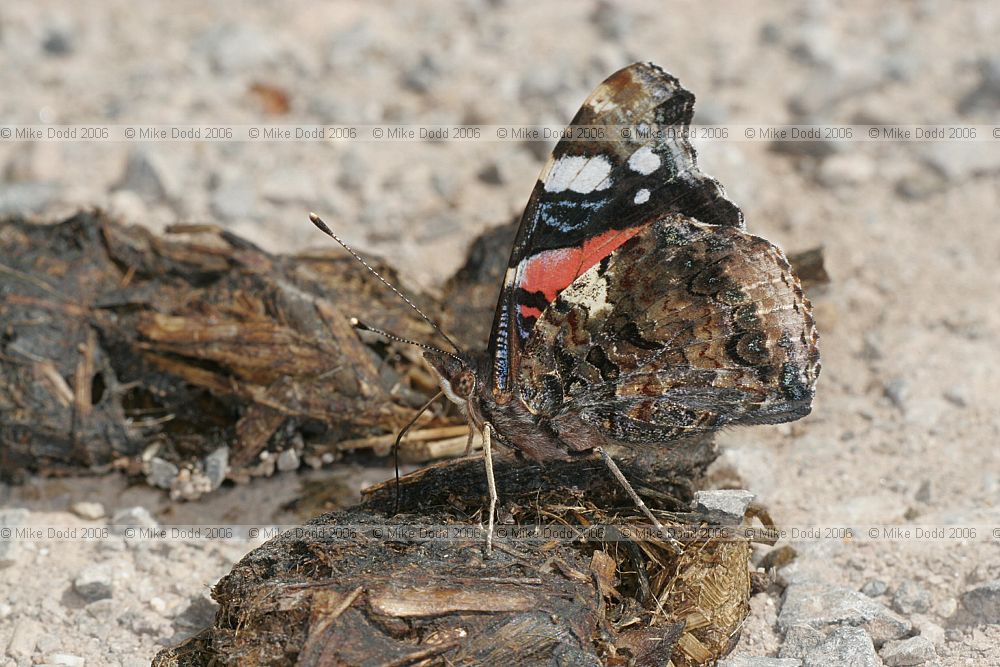 Vanessa atalanta Red admiral butterfly on dung