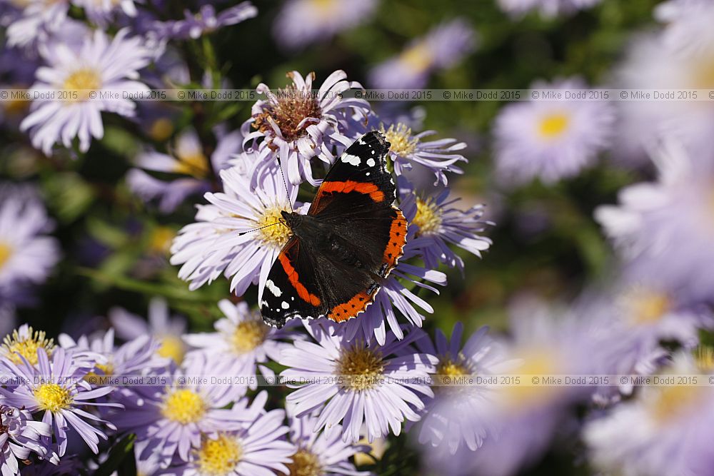 Vanessa atalanta Red Admiral