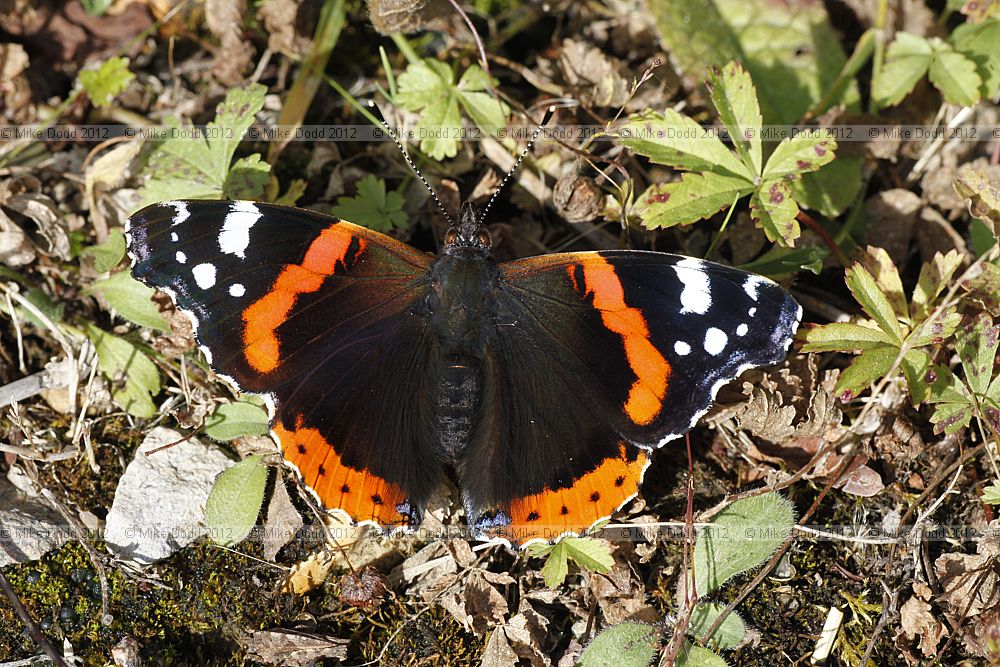 Vanessa atalanta Red Admiral