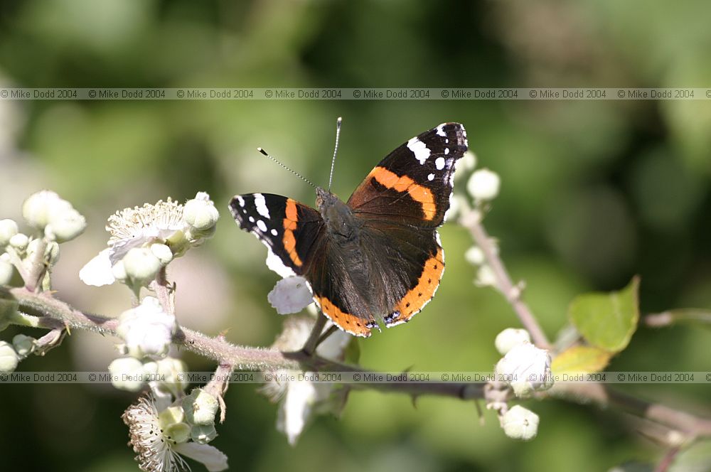 Vanessa atalanta red admiral