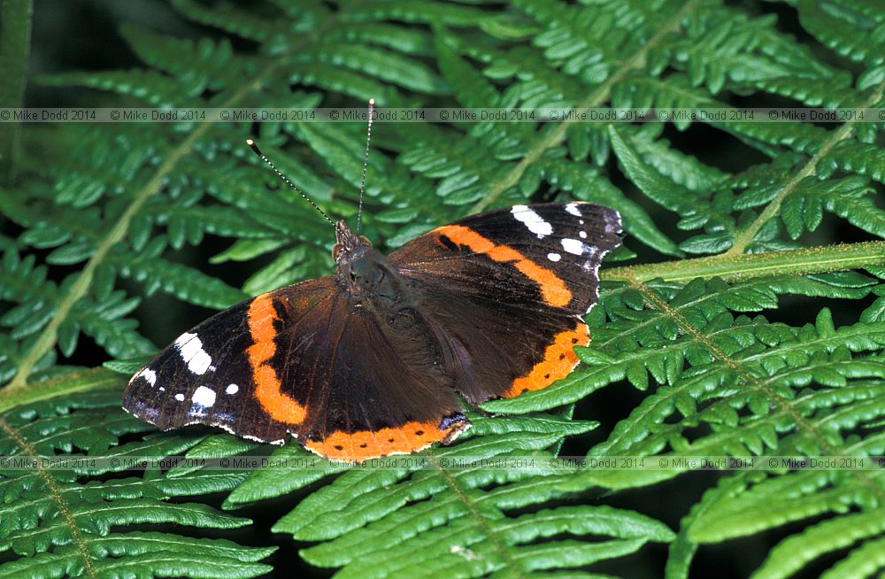 Vanessa atalanta Red admiral butterfly