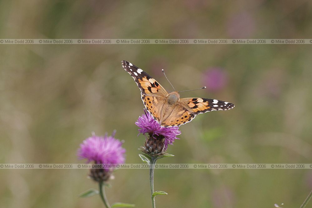 Vanessa cardui Painted lady butterfly