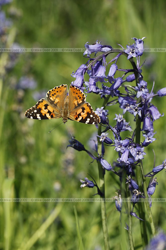 Vanessa cardui Painted lady butterfly on Bluebell