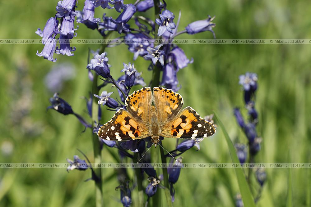 Vanessa cardui Painted lady butterfly on Bluebell