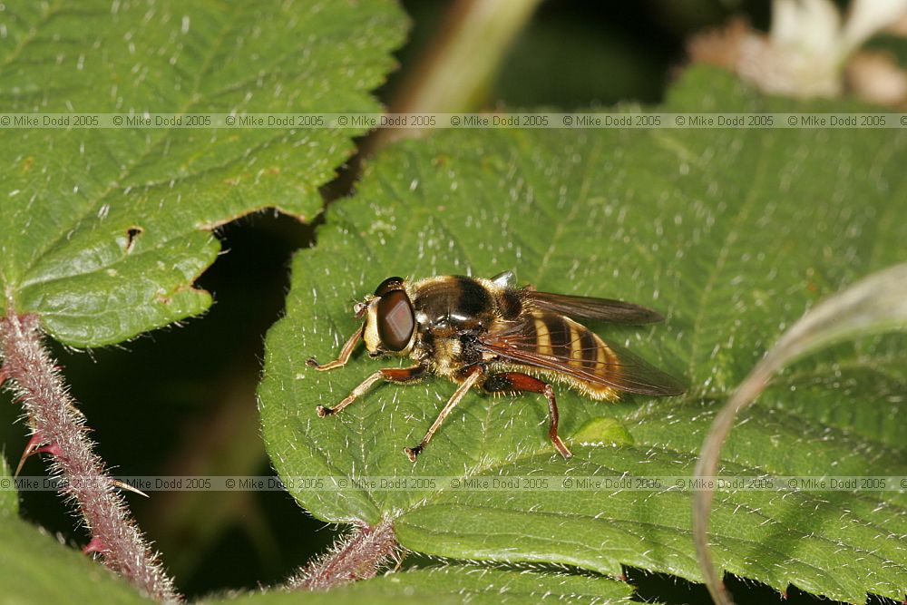 Volucella Hover-fly