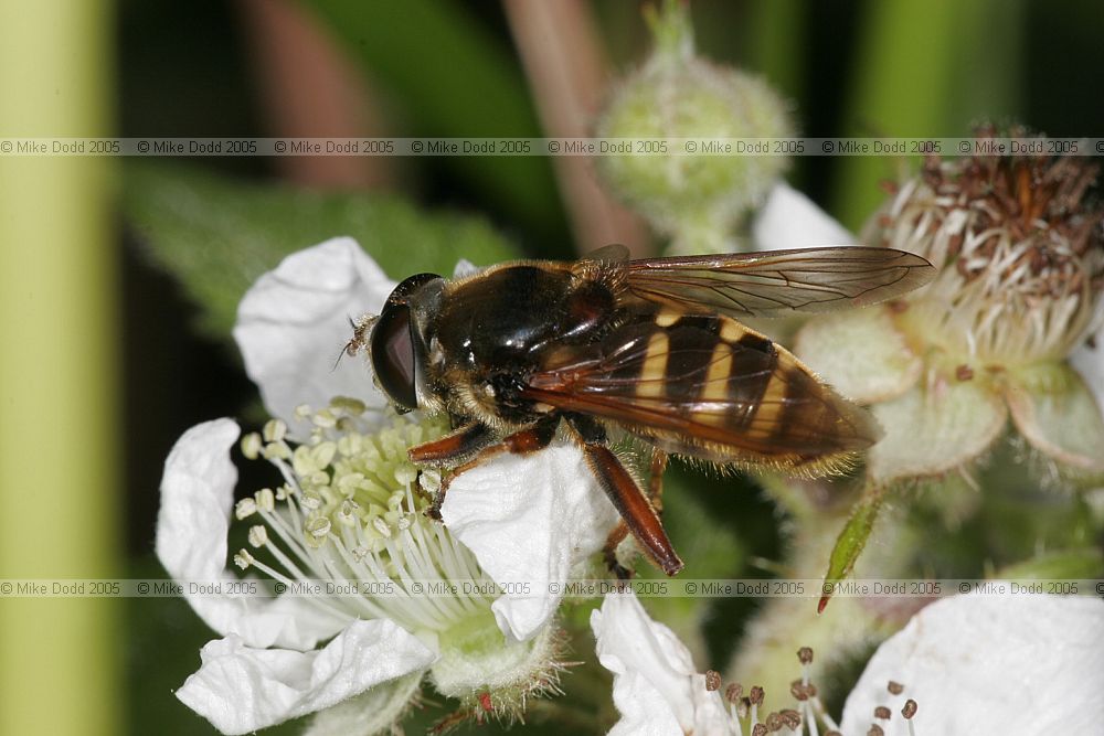 Volucella Hover-fly