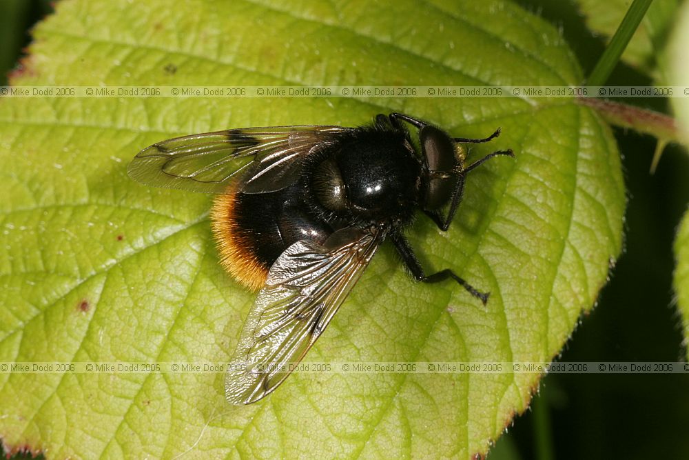 Volucella bombylans hover-fly