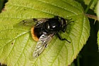 Volucella bombylans hover-fly