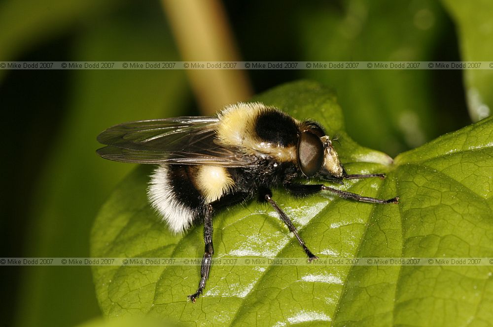 Volucella bombylans Hover-fly