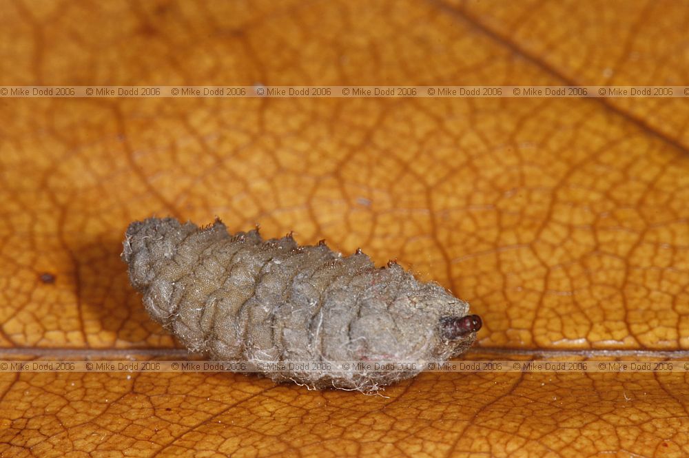 Volucella inanis a hoverfly larva that lives as a scavenger in wasp and bee nests