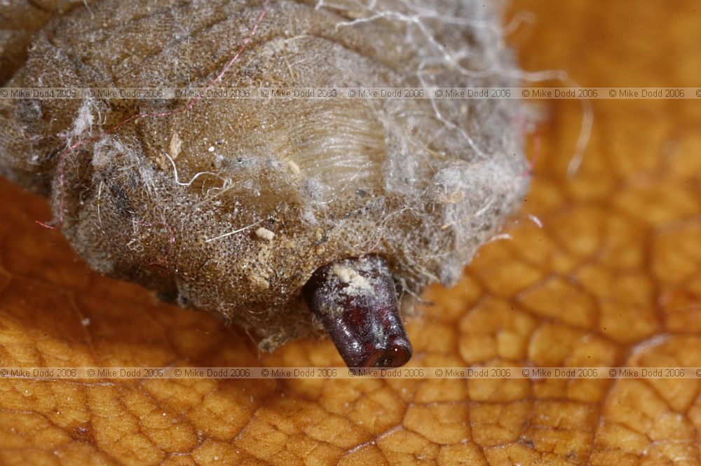 Volucella inanis a hoverfly larva that lives as a scavenger in wasp and bee nests