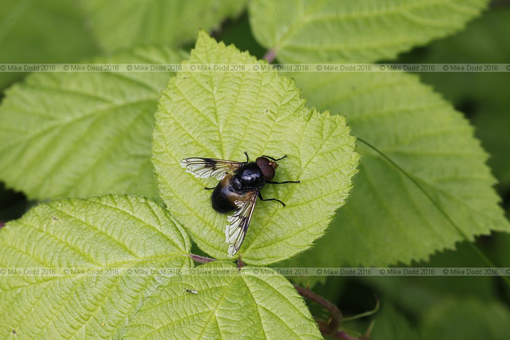 Volucella pellucens