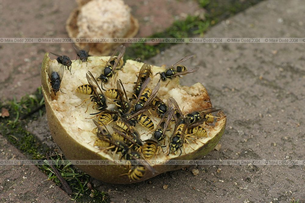 Wasps on fallen pear