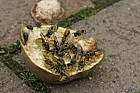 Wasps on fallen pear