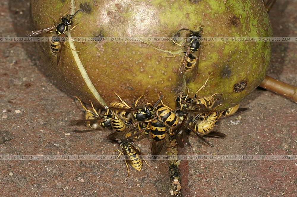 Wasps on fallen pear