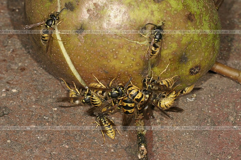 Wasps on fallen pear