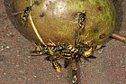 Wasps on fallen pear