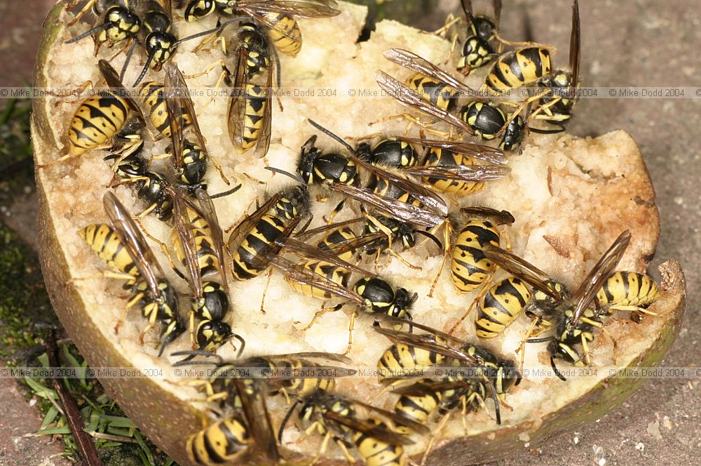 Wasps on fallen pear