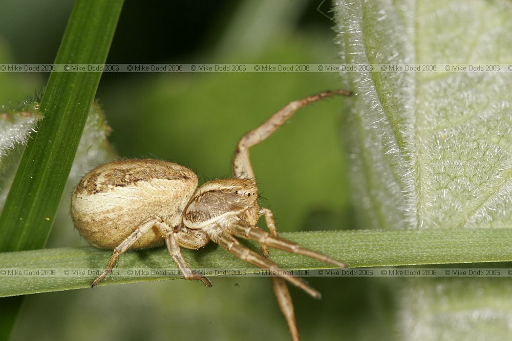 Xysticus cristatus (or similar) Crab spider