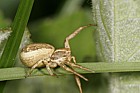 Xysticus cristatus (or similar) Crab spider