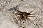 Xysticus erraticus Crab spider